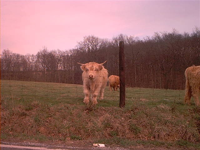 hairycow.jpg