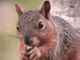 squirrel.jpg